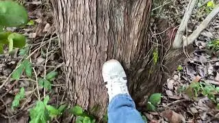 Full grown Eucalyptus neglecta on Sauvie island