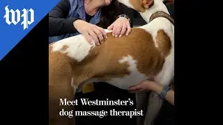 Meet Westminster&rsquo;s dog massage therapist