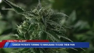 Cancer patient's turning to marijuana to ease their pain