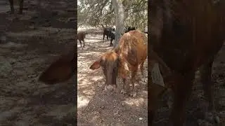 Trying to Interview a COW 🐄