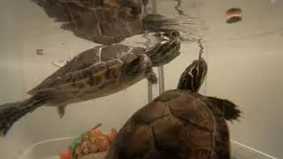 yellow-bellied slider (Trachemys scripta scripta) 1080p