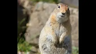 The Ground Squirrels (And Antelope Squirrels) of North America