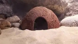 Leopárd gekkó tartása!💚🦎