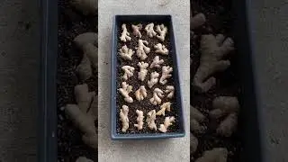 How to Grow ginger at home using store bought Ginger
