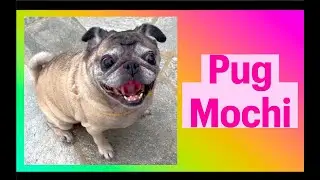 Pug Mochi and Her Apple