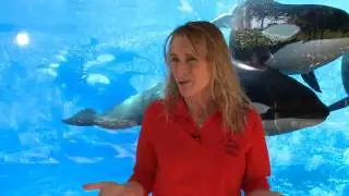 How SeaWorld Cares for Animals in Cold Weather | SeaWorld Orlando