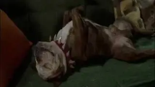Mr. Beefy snoring from Little Nicky (2000)
