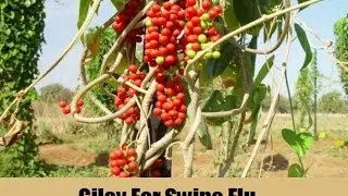 How to Prevent Swine Flu Naturally? Effective Ayurvedic Treatment