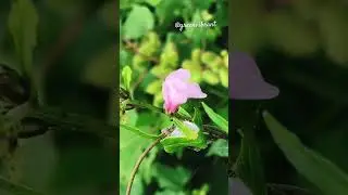 💗Cute Pink Wild Flowering Plants!🌱 Beautiful wild flowers Blooming🌼 Time in the Morning #asmr