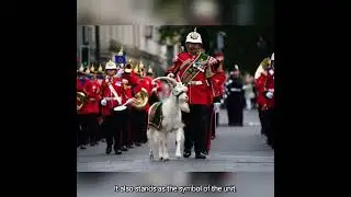 Antecedent of The British Royal Mascot - Goat Parade