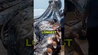 Longest living animals in the world #facts #animals #scary #animalfacts