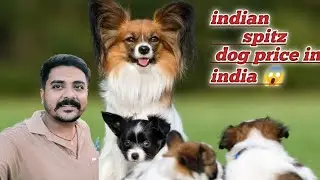 Pomeranian dog price in india 😱 2025 | indian spitz sel low price available| #indianspitz #dogvlog 