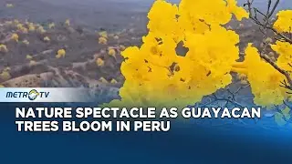 Peru’s Northern Forests Turn Golden as Guayacan Trees Bloom