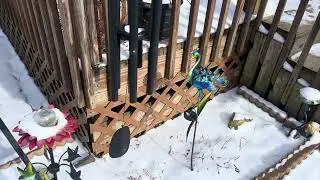 Windy day with snow 2/20/25