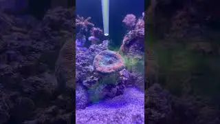 Trachyphyllia Open Brain Coral feeding AB+ Reef Roids mix