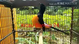 1000% Murai Batu anda langsung gacor abis