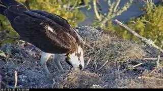 First Egg Laid by Ospreys in Savannah – Mar. 27, 2017