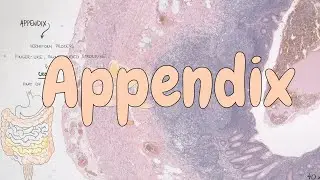 Appendix - digestive system histology