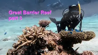 diving the Great Barrier Reef - part 3: the friends you meet, Australia; 2019/12