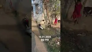 ସକାଳ ଗାଁ ର ଦୃଶ୍ୟ, morning village #shorts