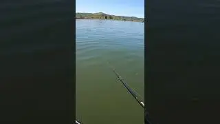 Clear Lake fish didn&rsquo;t like my singing #fishingshorts #bassfishing #clearlake #swimbait #fishing