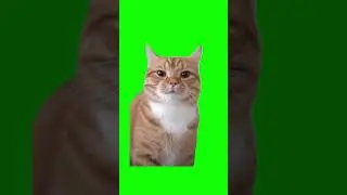 Cat Mewing Meme Green Screen #CapCut #cat #meme #kitten #mewing #shorts