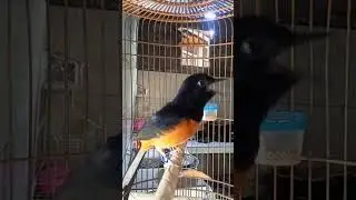 Pancingan Muraibatu Suara Pedas