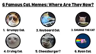 6 Old Famous Cat Memes: Where are they now?