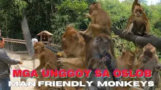 Man Friendly Monkeys In Oslob Cebu l Wild Monkey Viewing in Hagdan Oslob Cebu #april2023
