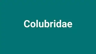 'Colubridae' Meaning and Pronunciation