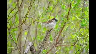 House Sparrow Photo 2