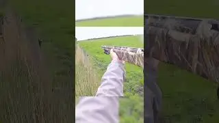 Fox hunting season in Texas #youtube #feedingwildfox