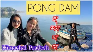 PONG DAM Dharamsala 🔥| Rancer ISLAND 🏝 | Himachal Pradesh | Tibetan Vlogger