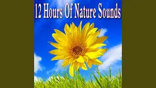 Gentle Countryside Ambience with Bird Song and Light Wind