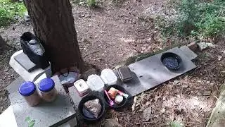 공원길냥이,죽은 어미냥 산소 곁을 떠나지않고 야산에 있는 아기 고양이,Love cat's