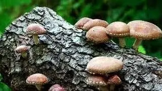 Grow Shiitake Mushrooms ~log kit gmushrooms.org