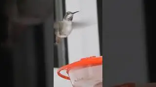 #Hummingbird #yyc #birds #feeding #feedingfrenzy #wild birds #birdwatching #birding #Anna's