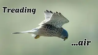 Kestrels | Treading Air
