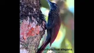 Elegant Woodcreeper