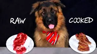 Do Dogs Prefer RAW or COOKED Meat?