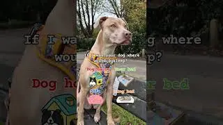 Where would you pick#doglife #dogsofig #instapuppy #reelitfeelit #petowner #dogfyp #bed #petstagr