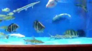Gar Hand Feeding - MonsterFishKeepers.com