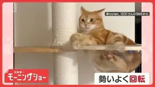 「回転するニャン」キャットタワーでオモシロ行動　柱をギュッと！背負い投げしてる？【羽鳥慎一モーニングショー】(2026年1月28日)