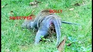 God help! Dolly b.i.t.e.s SweetPea till go b.l.o.o.d on tail,poor boy feel much hurt,