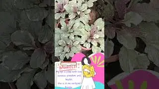 beautiful small indoor plants,fast grow plants,small pink flower plant#shorts