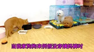 当狗狗来例假时 你们家的也是这样吗？#狗狗大姨妈 #狗狗的心思都写在脸上了 #这狗怎么人模人样的 #其实狗狗什么都懂 #创作灵感