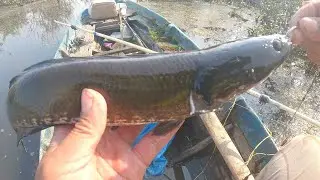 Caching a big black snakehead fish with fishing line