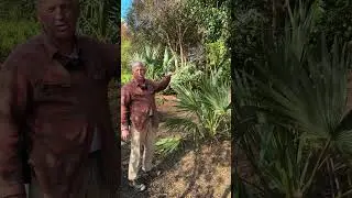 Sabal minor 'McCurtain' hardy native palm (survived  -24 degrees F in Wichita) #plants #palmtrees
