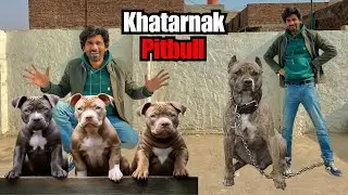 Pitbull Dog Farm Visit Kar Liya 😱