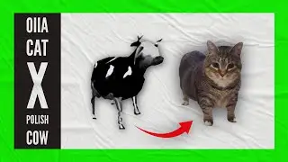 Polish Cow x OIIA Cat | (Spinning Cat)